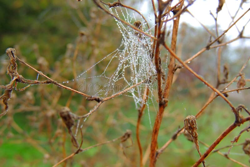 Cobwebs on the grass with dew drops - selective focus, copy space. Cobwebs on the grass with dew drops - selective focus, copy space