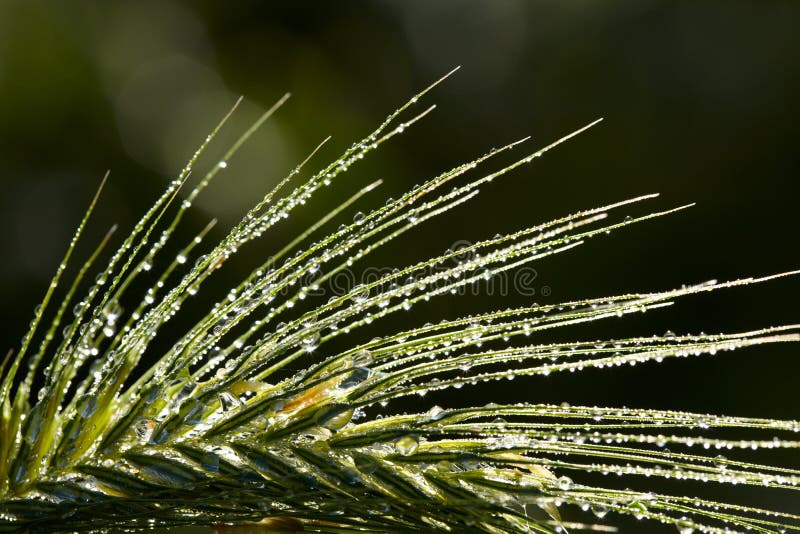 Dew drops on grass spikelet