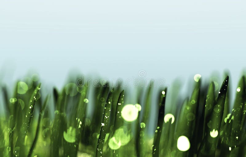 Dew drops on green grass