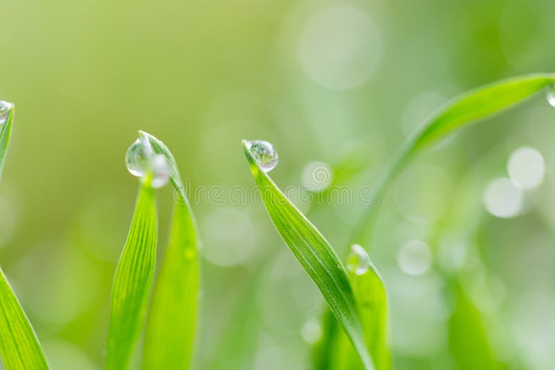 Dew drops on the green grass. macro