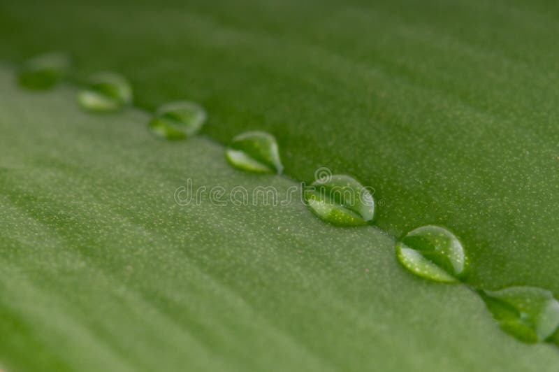 Dew drops on green leaf