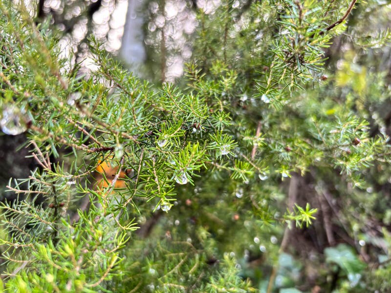 Dew drops on green needle leaves of a bush in the forest stock photos