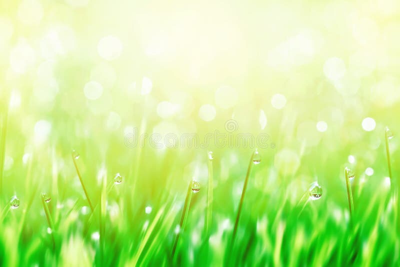 Dew drops on the green tender grass. in the sunlight. Summer sunny fresh blur background.