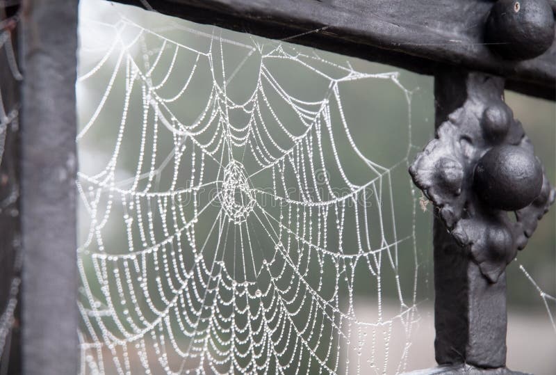 Dew drops in spider web at wrought-iron gate. Dew drops like beads in spider web hanging at old iron gate