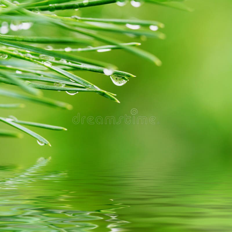 Dew drops on pine needles. Close up of morning dew drops on green pine needles reflected in rendered water stock photo Dew drops on pine needles. Close up of morning dew drops on green pine needles reflected in rendered water stock photo