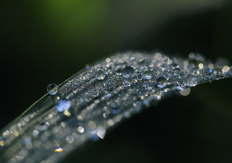 Dew drops sparkling like diamonds