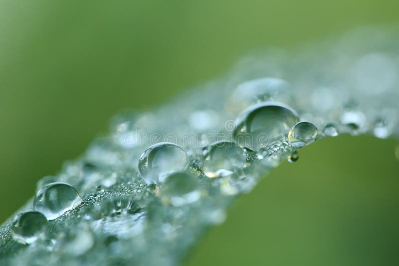 Dew drops sparkling like diamonds