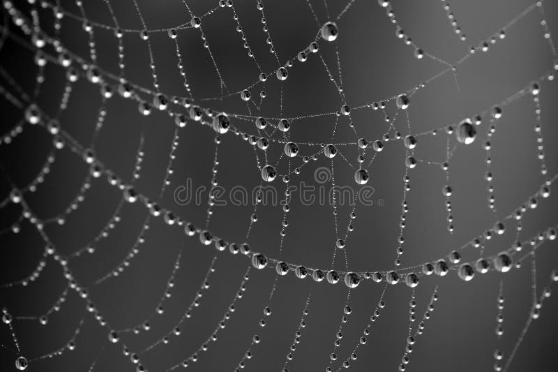 Dew drops on a spider web. Dew drops on a spider web