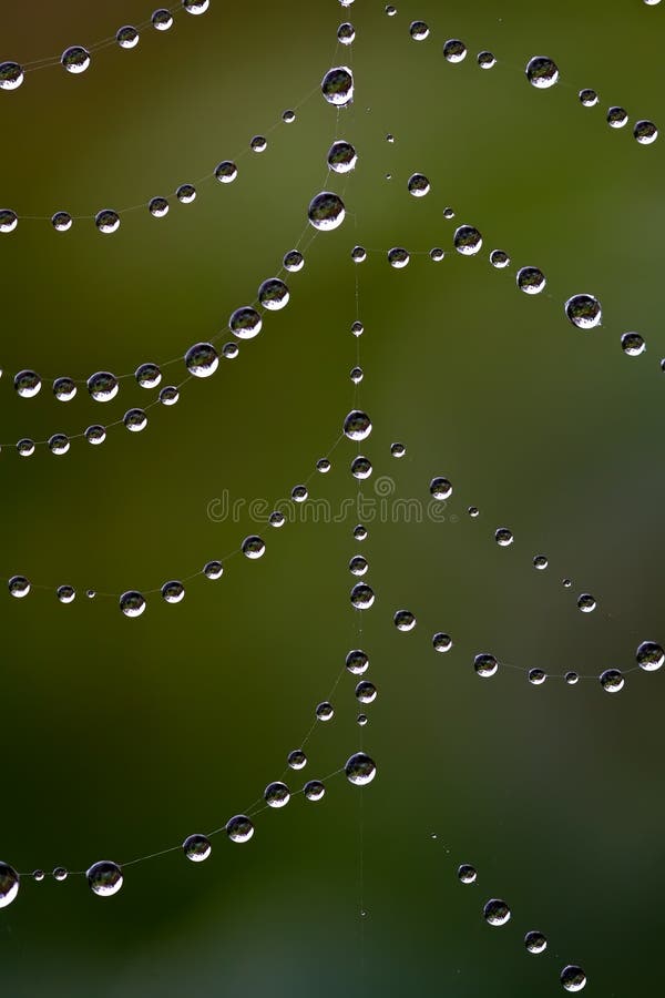 Dew drops on a spider web royalty free stock photo Dew drops on a spider web royalty free stock photo