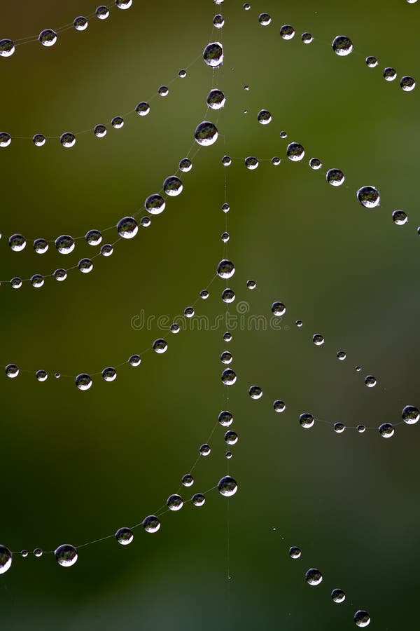 Beautiful dew drops on a spider web