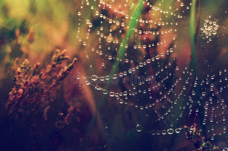 Dew drops on a spider web in the grass