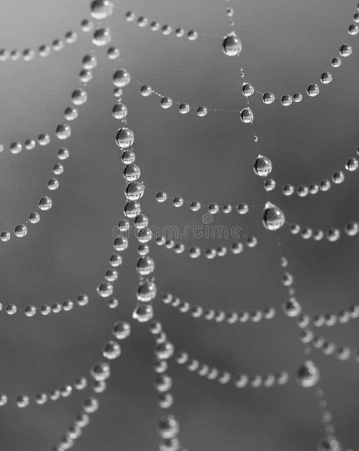 Dew drops on spiderweb