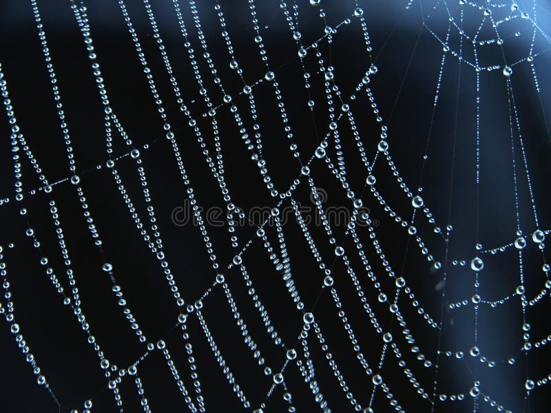 Dew drops on spiderweb