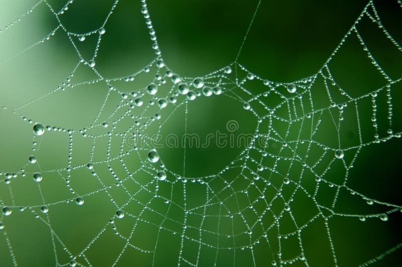 Spider web with dew drops. Spider web with dew drops