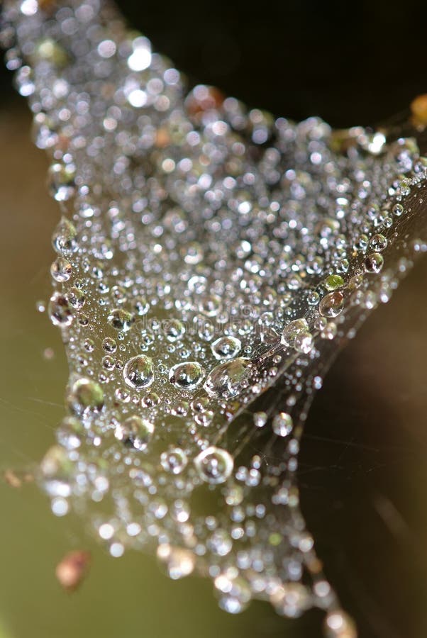 Dew drops in a web of spider in summer time