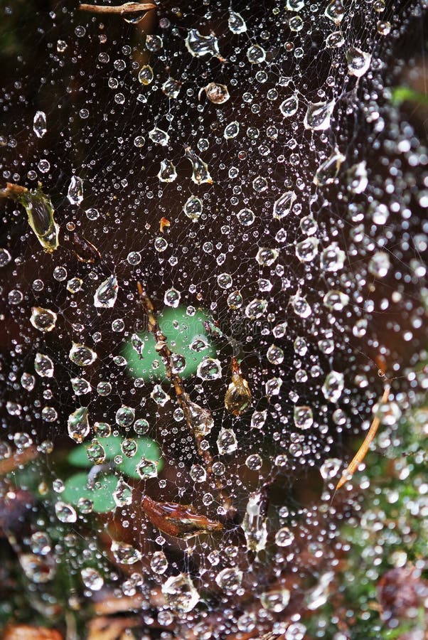 Dew drops in a web of spider macro shot