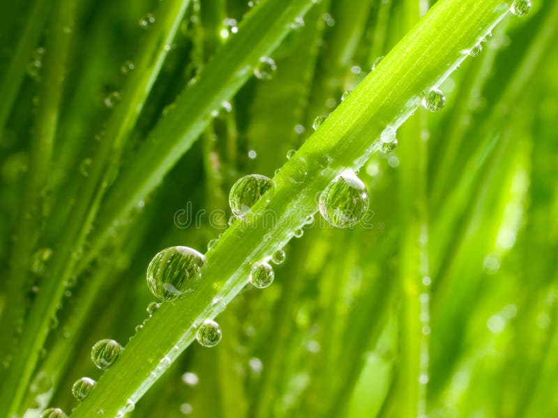 Dew on grass.