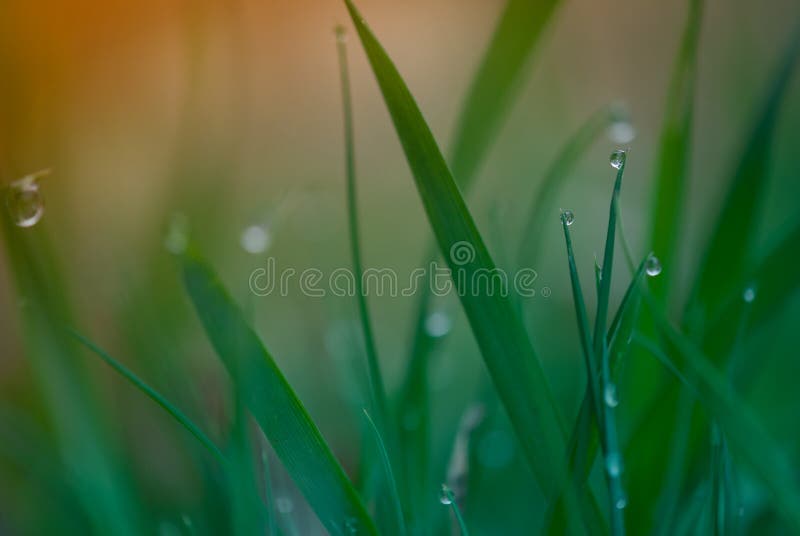 Gentle dew drops on green grass. Gentle dew drops on green grass