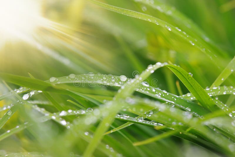 Dew on grass stock photo. Image of grass, environment 72629584