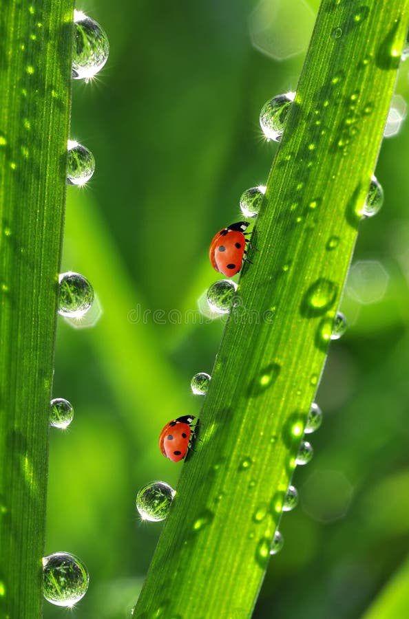 Dew and ladybugs