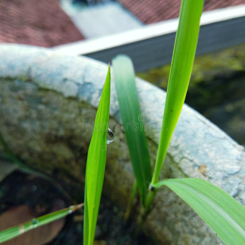 Dew on the leaf wild plant in morning shine royalty free stock photos