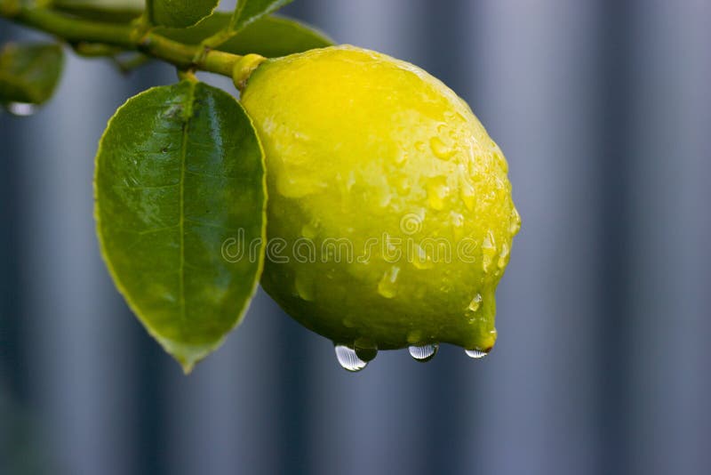 Dew on lemon 02