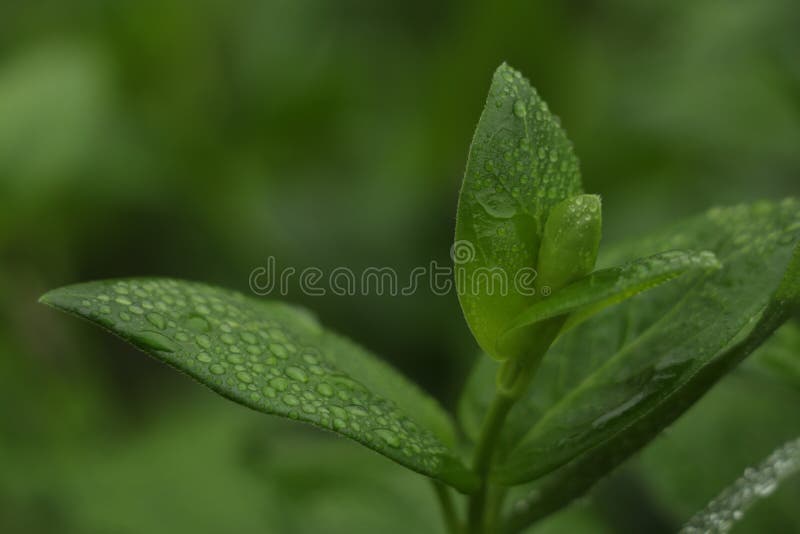 Dew morgon leaf water drop rain royaltyfri bild Dew morgon leaf water drop rain royaltyfri bild