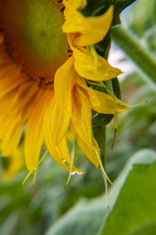 Bee on a yellow flower of a sunflower.