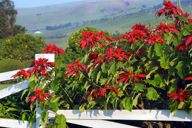 Poinsettias bloom along white, wooden fence row on the Big Island of Hawaii. Kohala Mountains rise in the background and dew forms moisture drops on petals of Poinsettia. Poinsettias bloom along white, wooden fence row on the Big Island of Hawaii. Kohala Mountains rise in the background and dew forms moisture drops on petals of Poinsettia.
