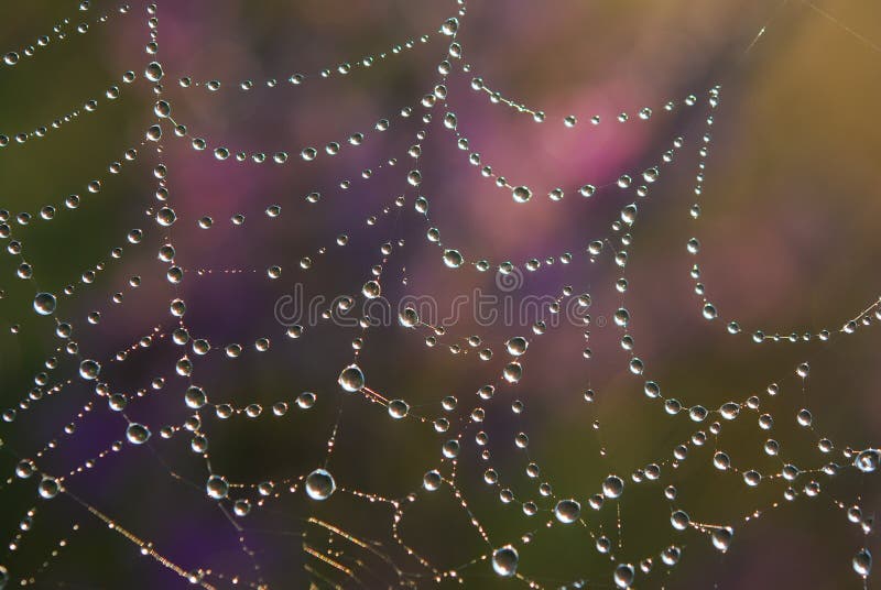 Dew drops on spider web with nature background. Dew drops on spider web with nature background.