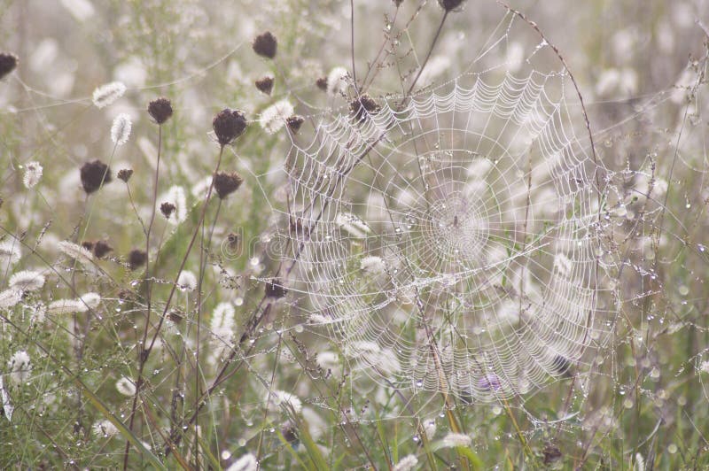 Dew on a spider web in early morning light. Dew on a spider web in early morning light.