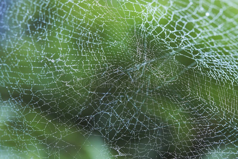 Thousand of Dew trapped on spider web. Thousand of Dew trapped on spider web