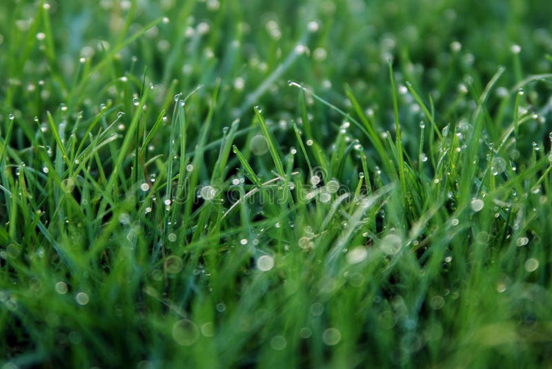 The Dew .Spring Grass