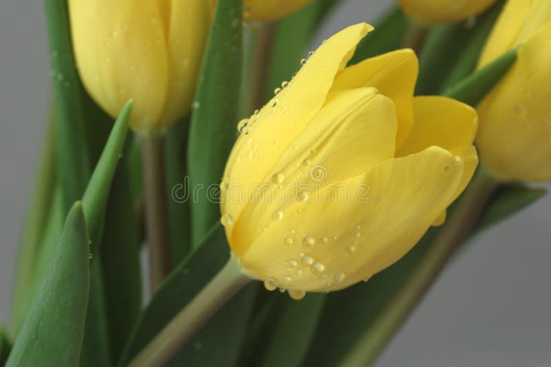 Dew yellow tulip