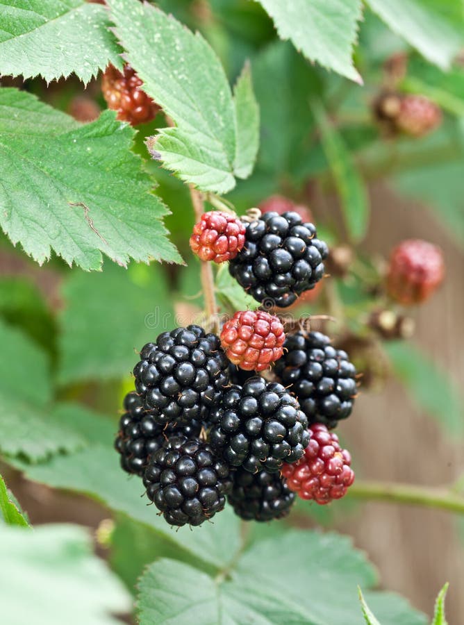 Dewberries on a shrub. stock image. Image of nature, fruit 45209109