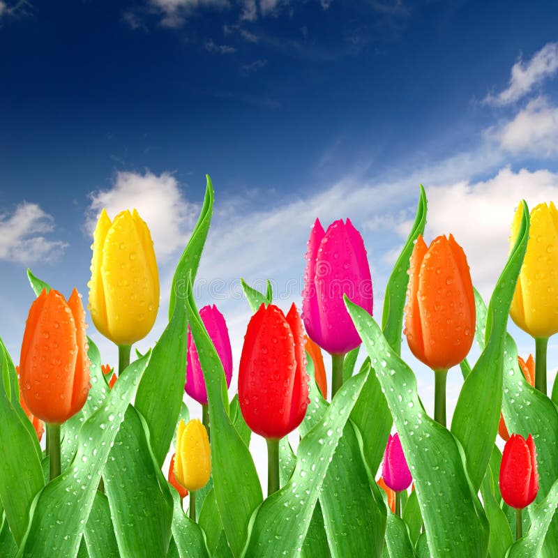 Pink tulips in red vase stock photo. Image of elegance - 23445794