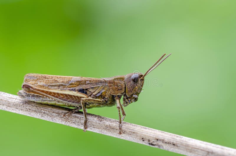 Dewy grasshopper on dry grass