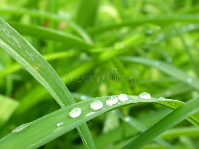 Macro of dew drops on blades of grass. Macro of dew drops on blades of grass