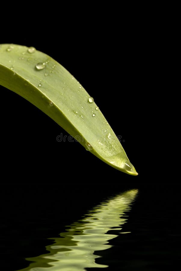 Dewy Leaf 2