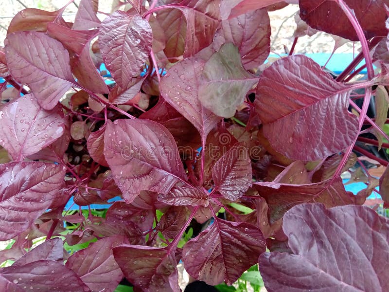 Dewy red spinach plant stock photo. Image of flower 229168570