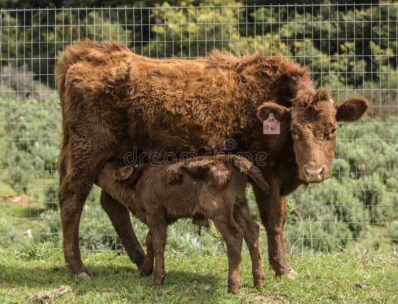 Dexter Cow vermelho, com a vitela recentemente nascida que bebe seu leite imagem de stock Dexter Cow vermelho, com a vitela recentemente nascida que bebe seu leite imagem de stock