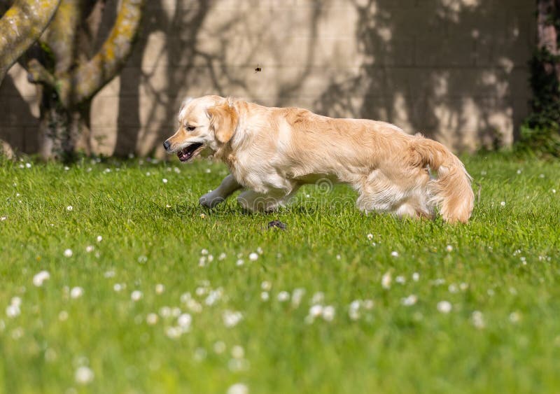 Dexter mon or. Mon chiot d'or a 9 mois avec une grande vitalité!
