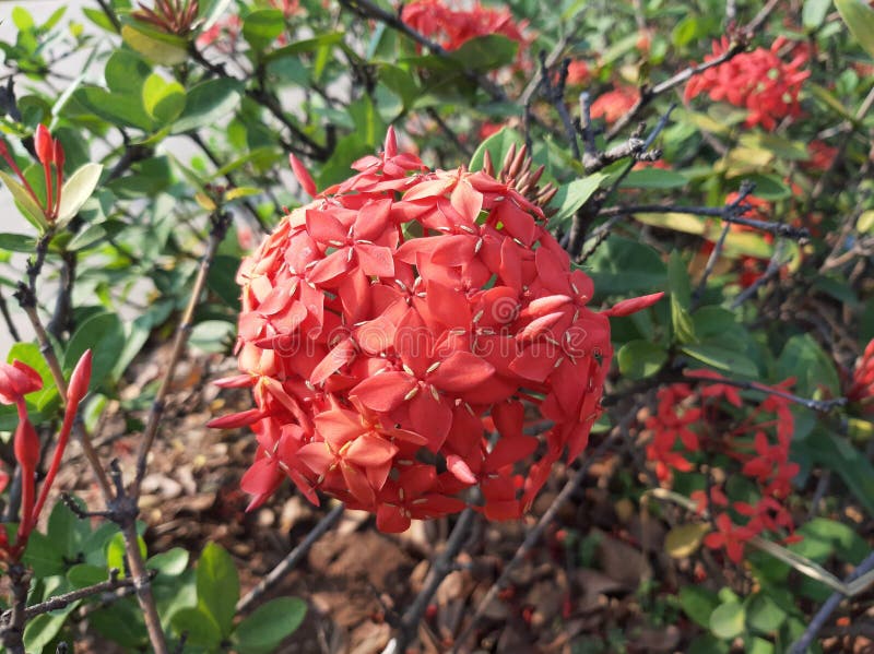 Deze bloem heeft een essentie en je kunt het proeven Zijn zoet royalty-vrije stock foto Deze bloem heeft een essentie en je kunt het proeven Zijn zoet royalty-vrije stock foto
