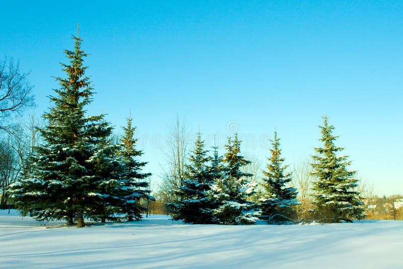 Dezember-Tannenbäume mit Schnee