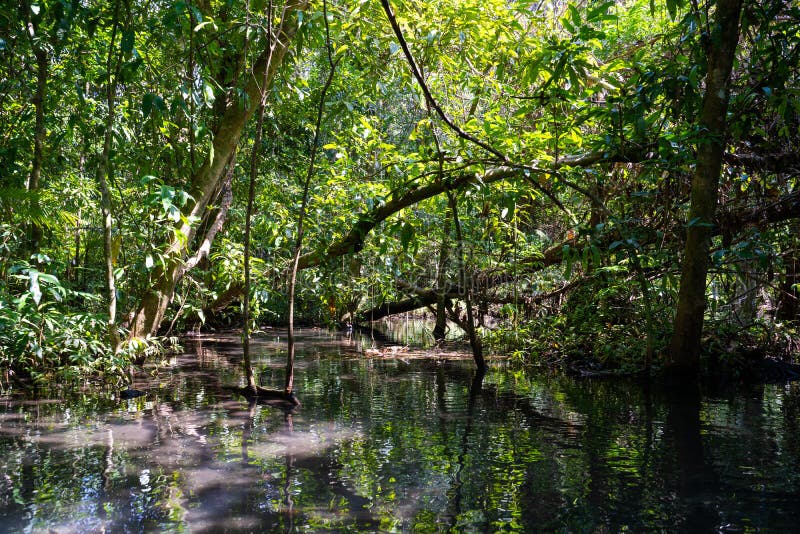 22. Dezember 2018 - Thailand:: Reisemangrovenwald durch Ruderboot stockbild 22. Dezember 2018 - Thailand:: Reisemangrovenwald durch Ruderboot stockbild