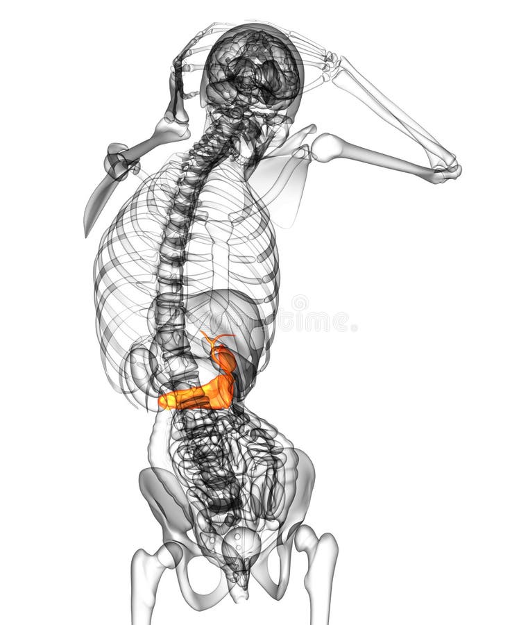 胆囊和胰腺的3D医学插图 向量例证