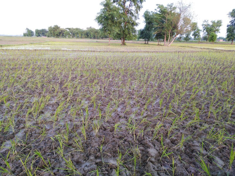 Dhaan agriculture farming ziri flood water rainy crop rice plants trees khet nadi rice plants stock image Dhaan agriculture farming ziri flood water rainy crop rice plants trees khet nadi rice plants stock image