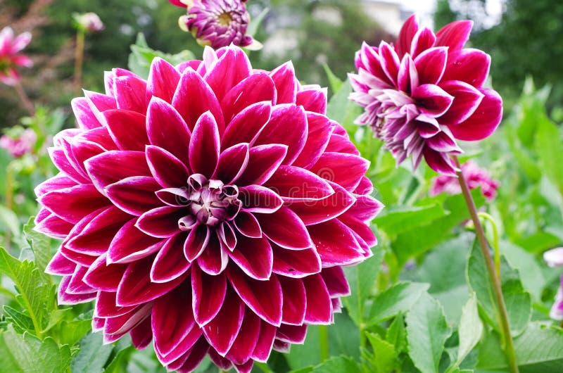 Dhalia flower stock photo. Image of dahlia, macro, abstract - 85551172