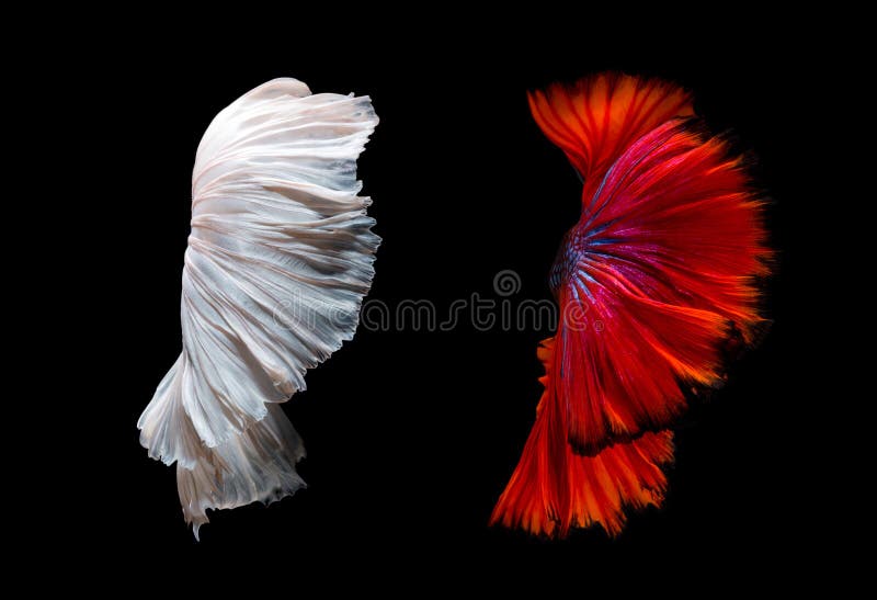Di arti astratto di muoversi a coda di pesce del pesce di Betta immagini stock Di arti astratto di muoversi a coda di pesce del pesce di Betta immagini stock
