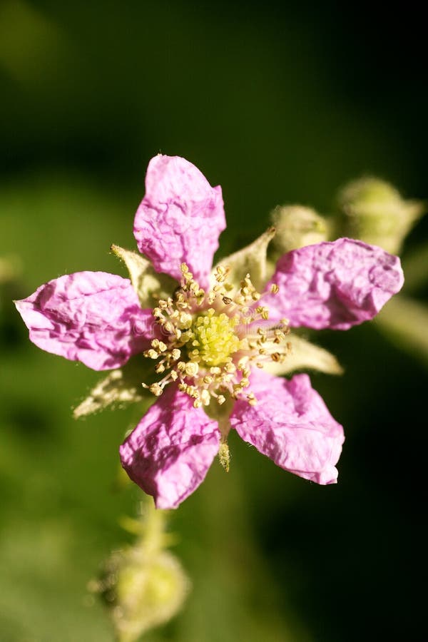 Di arti del fondo della famiglia di acni rosacee di rubus occidentalis del fiore macro nei prodotti delle stampe di alta qualità immagine stock Di arti del fondo della famiglia di acni rosacee di rubus occidentalis del fiore macro nei prodotti delle stampe di alta qualità immagine stock